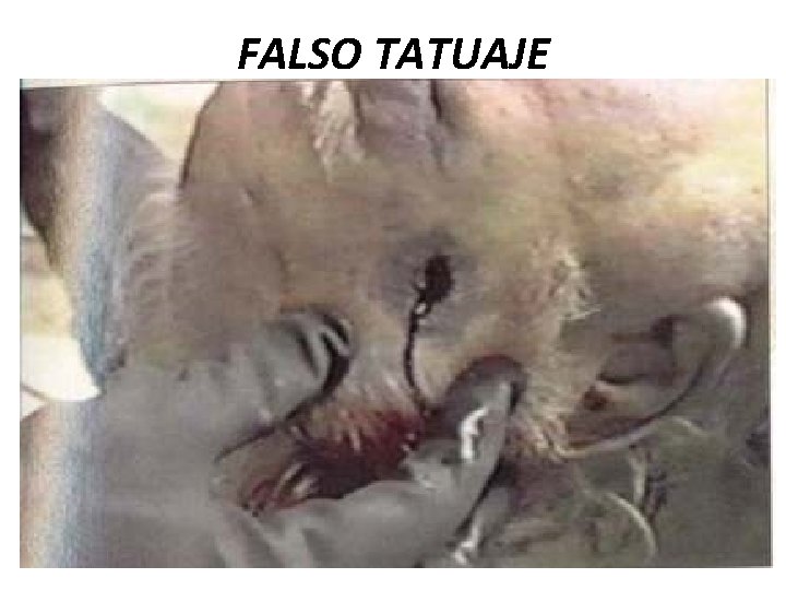 FALSO TATUAJE 