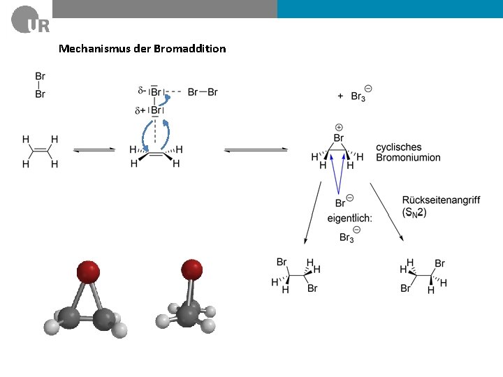 Mechanismus der Bromaddition 