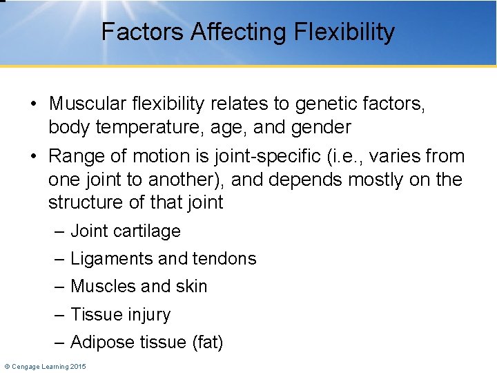 Factors Affecting Flexibility • Muscular flexibility relates to genetic factors, body temperature, age, and