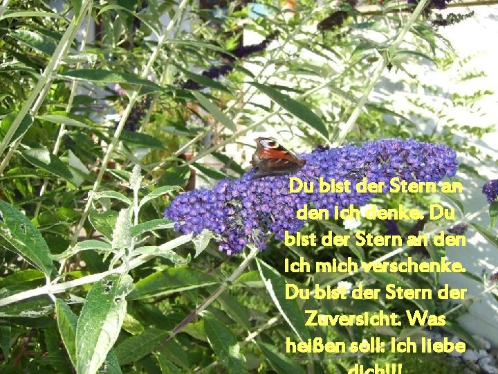 Du bist der Stern an den ich denke. Du bist der Stern an den