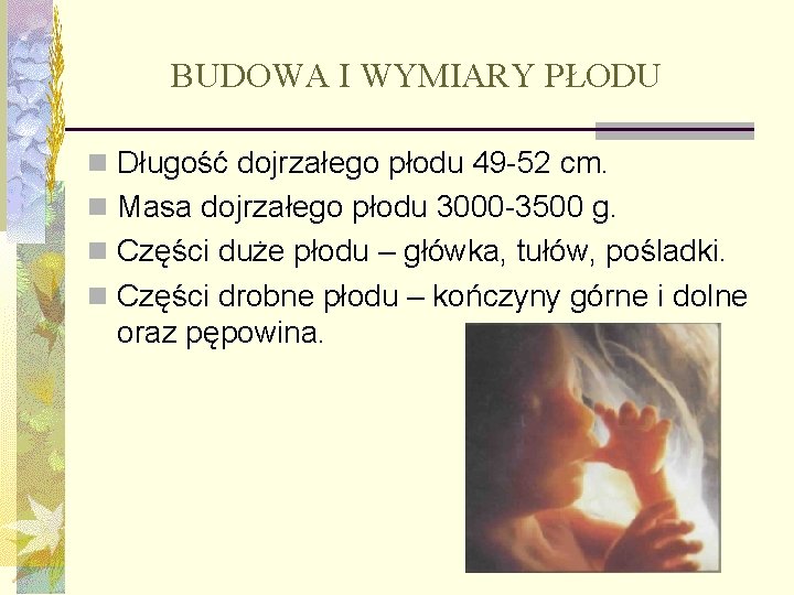 BUDOWA I WYMIARY PŁODU n Długość dojrzałego płodu 49 -52 cm. n Masa dojrzałego