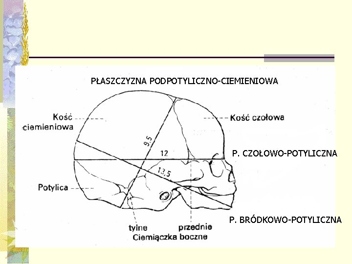 PŁASZCZYZNA PODPOTYLICZNO-CIEMIENIOWA P. CZOŁOWO-POTYLICZNA P. BRÓDKOWO-POTYLICZNA 