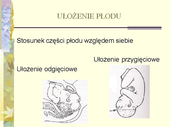 UŁOŻENIE PŁODU n Stosunek części płodu względem siebie n n Ułożenie odgięciowe Ułożenie przygięciowe