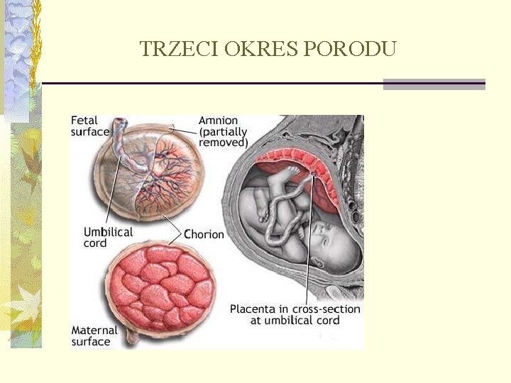 TRZECI OKRES PORODU 