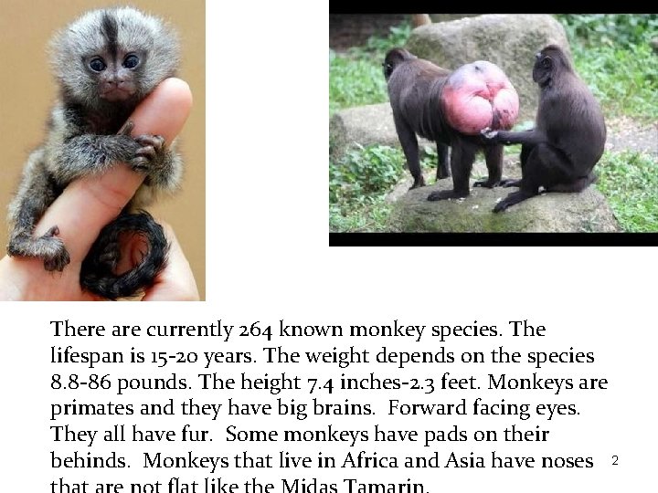 There are currently 264 known monkey species. The lifespan is 15 -20 years. The