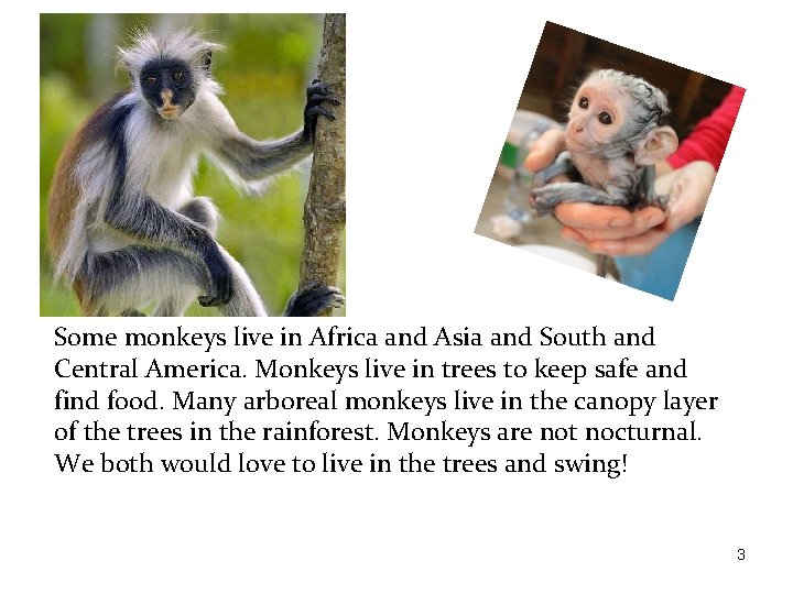 Some monkeys live in Africa and Asia and South and Central America. Monkeys live