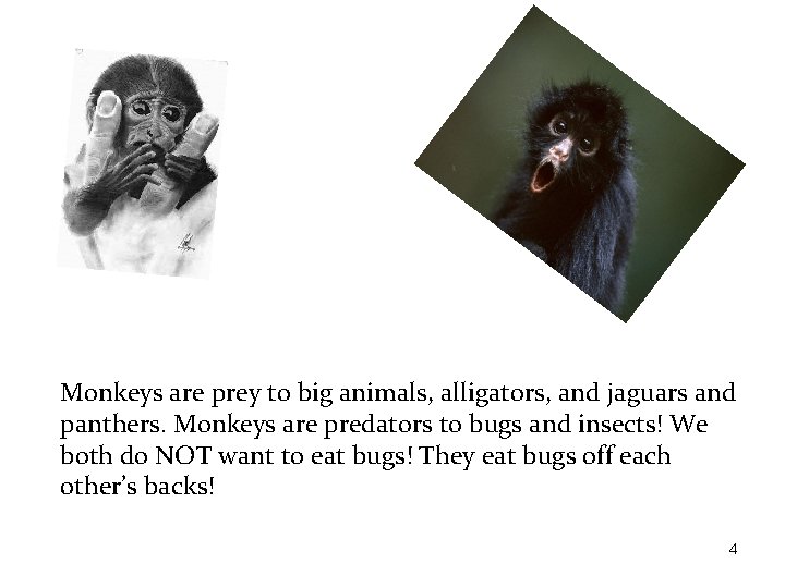 Monkeys are prey to big animals, alligators, and jaguars and panthers. Monkeys are predators