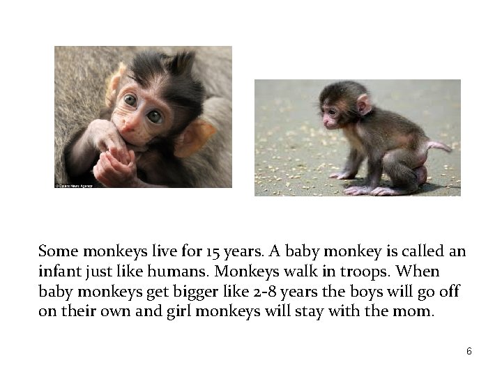 Some monkeys live for 15 years. A baby monkey is called an infant just