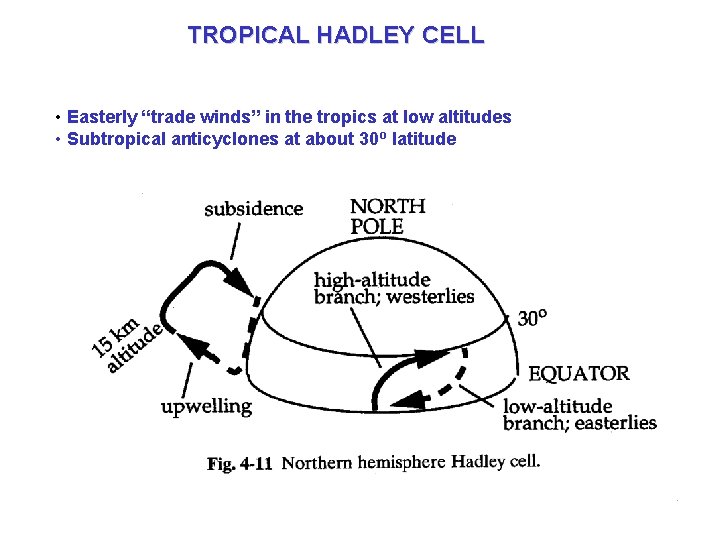 TROPICAL HADLEY CELL • Easterly “trade winds” in the tropics at low altitudes •