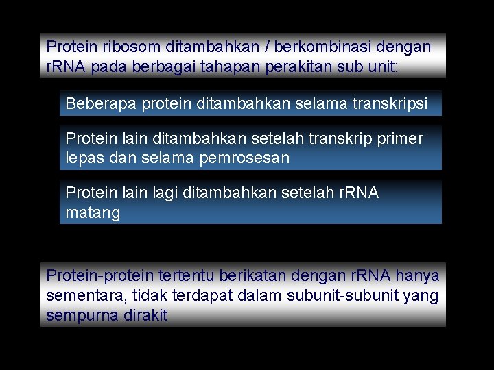 Protein ribosom ditambahkan / berkombinasi dengan r. RNA pada berbagai tahapan perakitan sub unit: