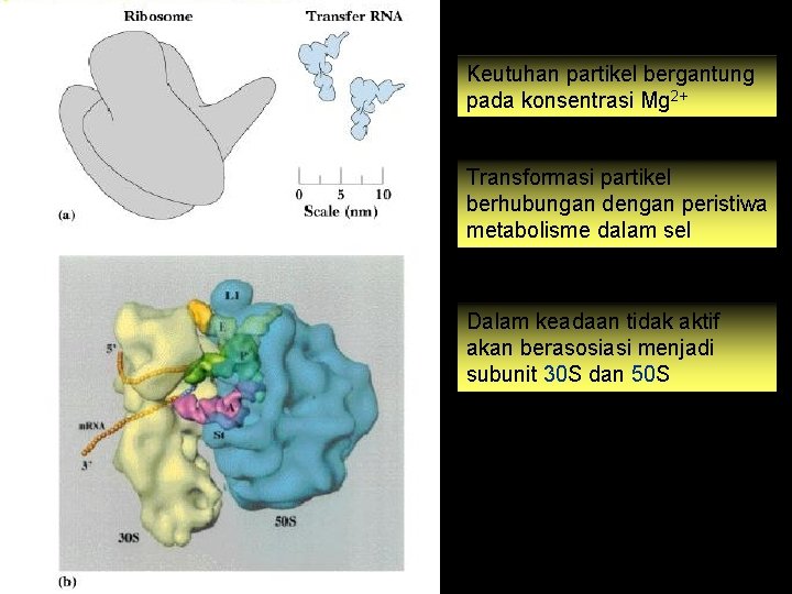 Keutuhan partikel bergantung pada konsentrasi Mg 2+ Transformasi partikel berhubungan dengan peristiwa metabolisme dalam