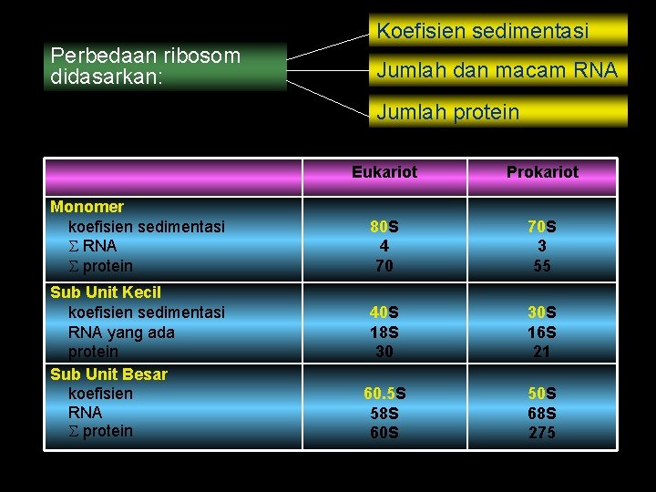 Koefisien sedimentasi Perbedaan ribosom didasarkan: Jumlah dan macam RNA Jumlah protein Monomer koefisien sedimentasi