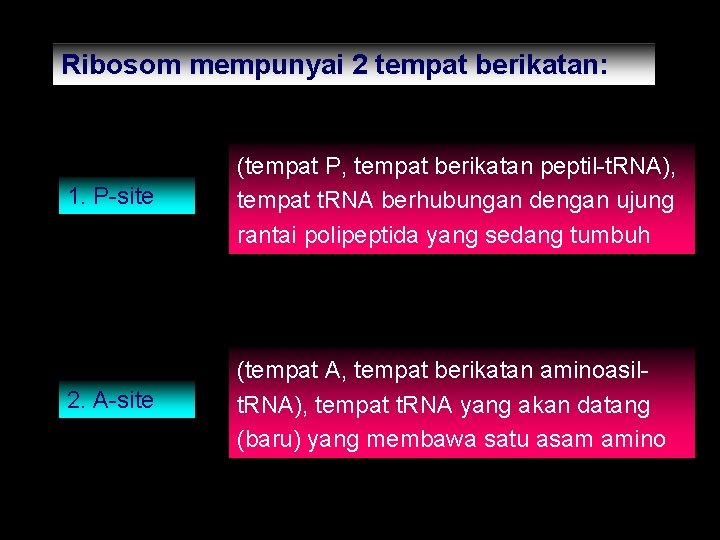 Ribosom mempunyai 2 tempat berikatan: 1. P-site (tempat P, tempat berikatan peptil-t. RNA), tempat