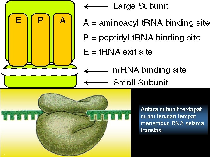 Antara subunit terdapat suatu terusan tempat menembus RNA selama translasi 