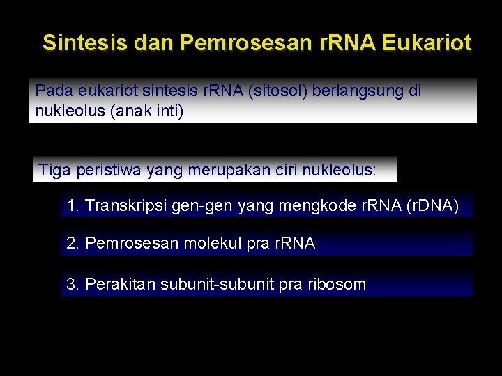 Sintesis dan Pemrosesan r. RNA Eukariot Pada eukariot sintesis r. RNA (sitosol) berlangsung di