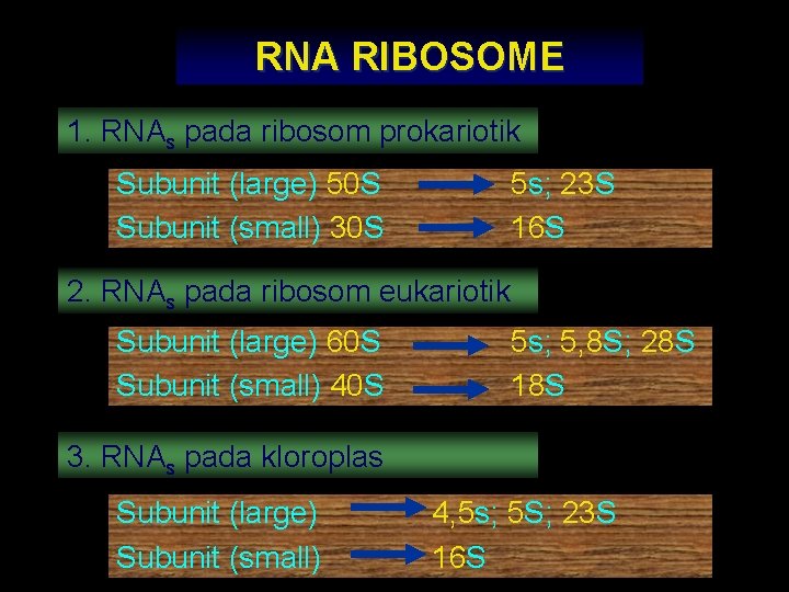 RNA RIBOSOME 1. RNAs pada ribosom prokariotik Subunit (large) 50 S Subunit (small) 30