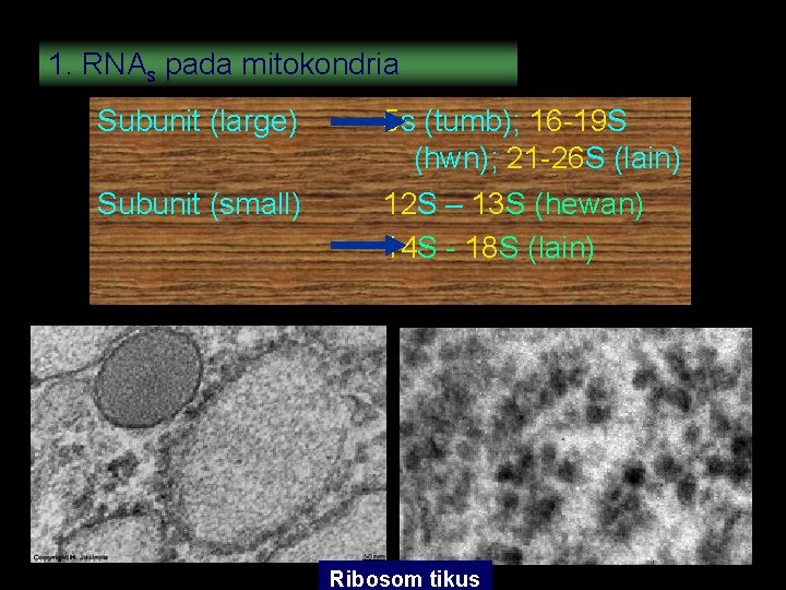 1. RNAs pada mitokondria Subunit (large) 5 s (tumb); 16 -19 S (hwn); 21