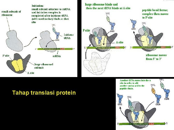 Tahap translasi protein 