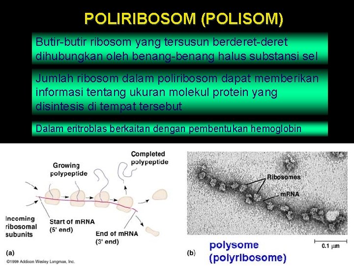 POLIRIBOSOM (POLISOM) Butir-butir ribosom yang tersusun berderet-deret dihubungkan oleh benang-benang halus substansi sel Jumlah