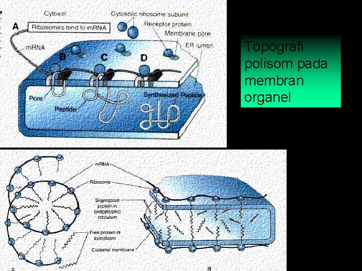 Topografi polisom pada membran organel 
