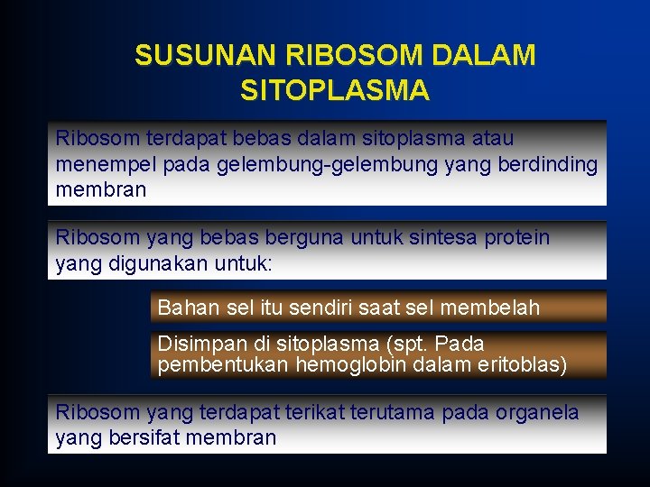 SUSUNAN RIBOSOM DALAM SITOPLASMA Ribosom terdapat bebas dalam sitoplasma atau menempel pada gelembung-gelembung yang