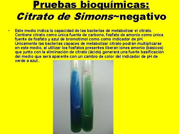 Pruebas bioquímicas: Citrato de Simons~negativo • Este medio indica la capacidad de las bacterias