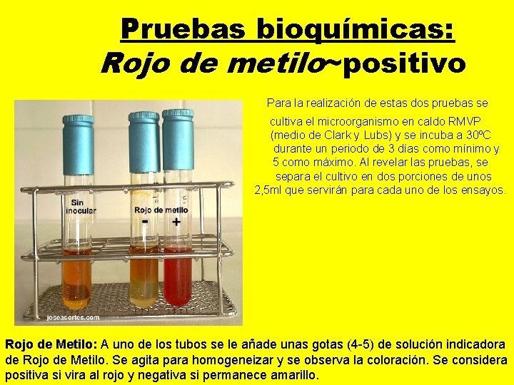 Pruebas bioquímicas: Rojo de metilo~positivo Para la realización de estas dos pruebas se cultiva