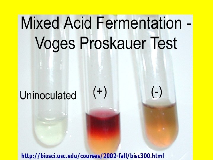 Pruebas bioquímicas: Voges-Proskauer~negativo 