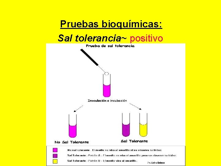  Pruebas bioquímicas: Sal tolerancia~ positivo 