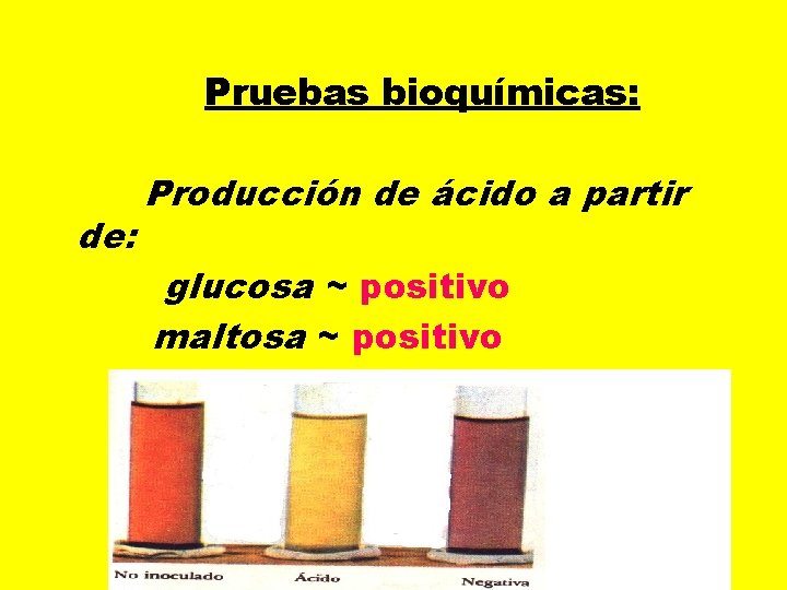 Pruebas bioquímicas: Producción de ácido a partir de: glucosa ~ positivo maltosa ~ positivo