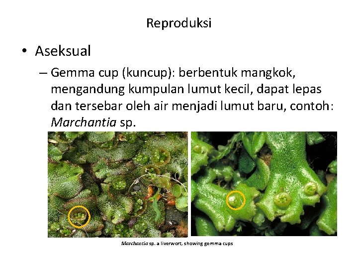 Reproduksi • Aseksual – Gemma cup (kuncup): berbentuk mangkok, mengandung kumpulan lumut kecil, dapat