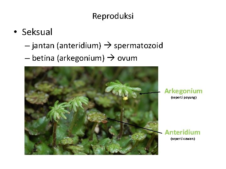 Reproduksi • Seksual – jantan (anteridium) spermatozoid – betina (arkegonium) ovum Arkegonium (seperti payung)