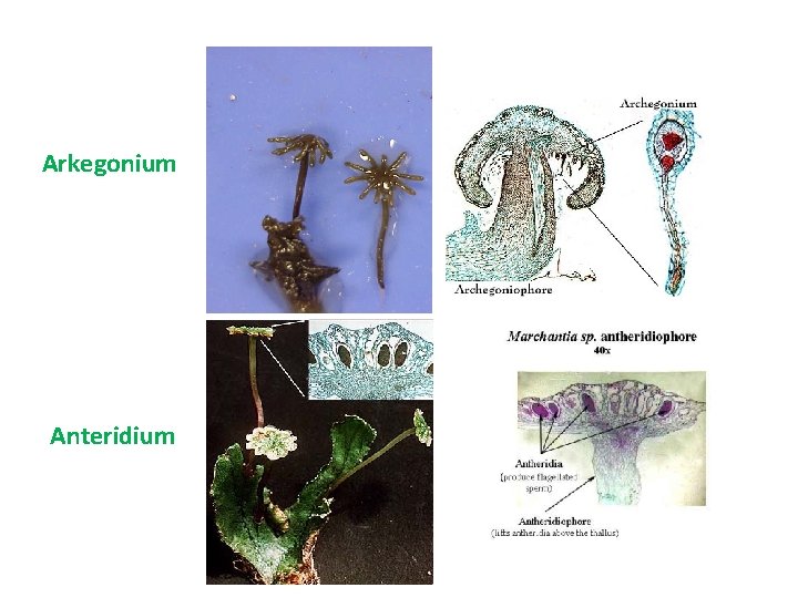 Arkegonium Anteridium 