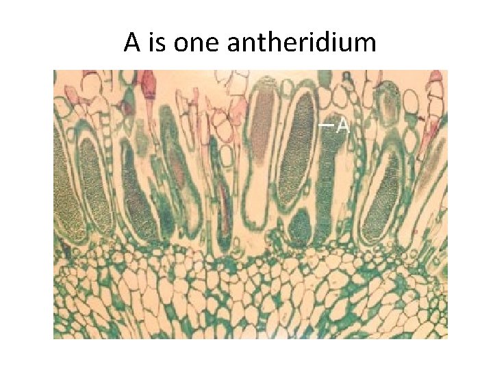 A is one antheridium 