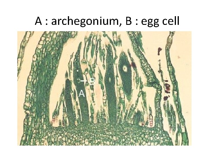 A : archegonium, B : egg cell 