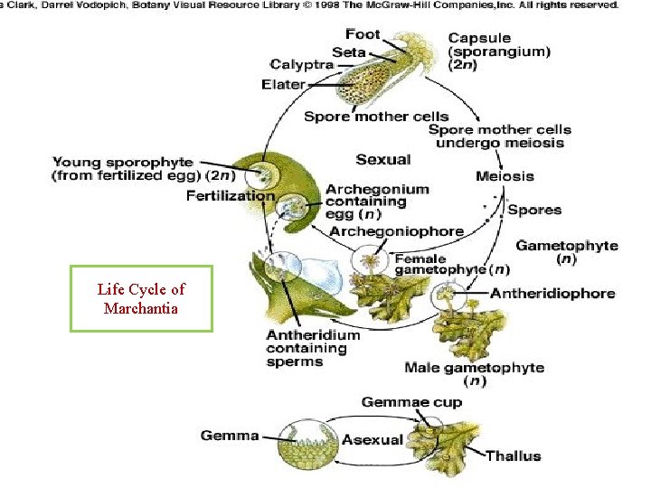 Life Cycle of Marchantia 
