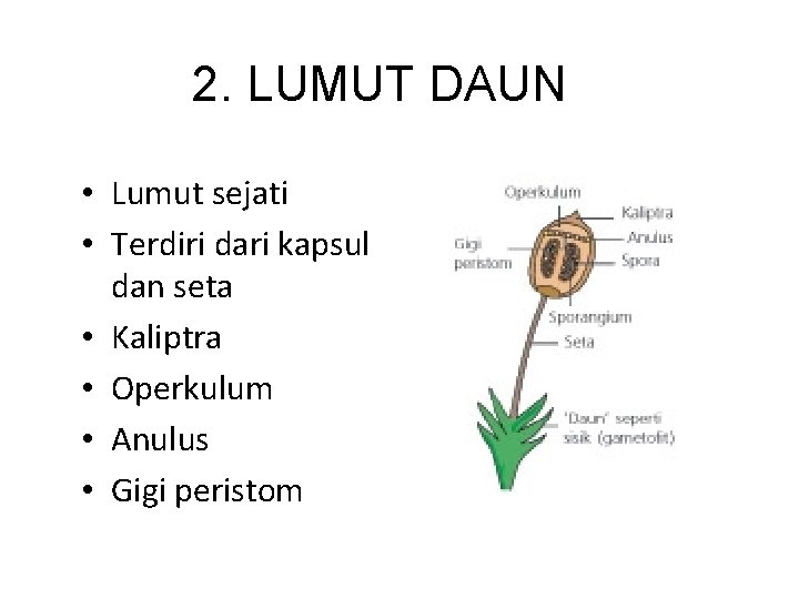 2. LUMUT DAUN • Lumut sejati • Terdiri dari kapsul dan seta • Kaliptra