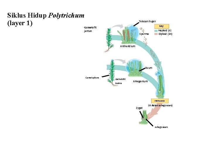 Siklus Hidup Polytrichum (layer 1) Gametofit Tetesan hujan jantan Sperma Key Haploid (n) Diploid