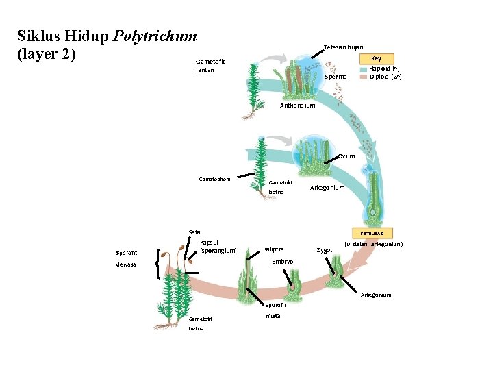 Siklus Hidup Polytrichum (layer 2) Gametofit Tetesan hujan jantan Sperma Key Haploid (n) Diploid