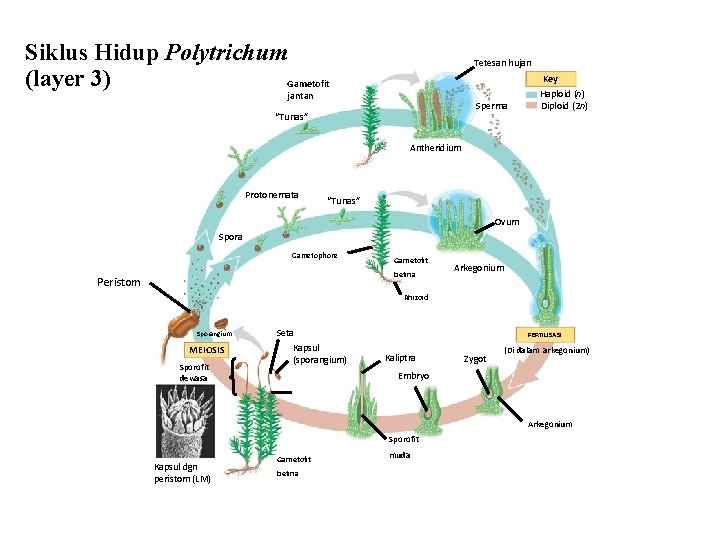 Siklus Hidup Polytrichum (layer 3) Gametofit Tetesan hujan jantan Sperma “Tunas” Key Haploid (n)