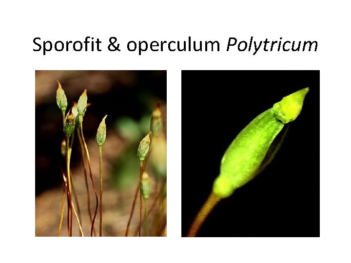 Sporofit & operculum Polytricum 