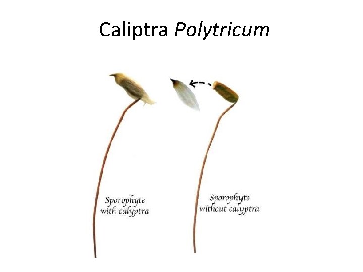 Caliptra Polytricum 