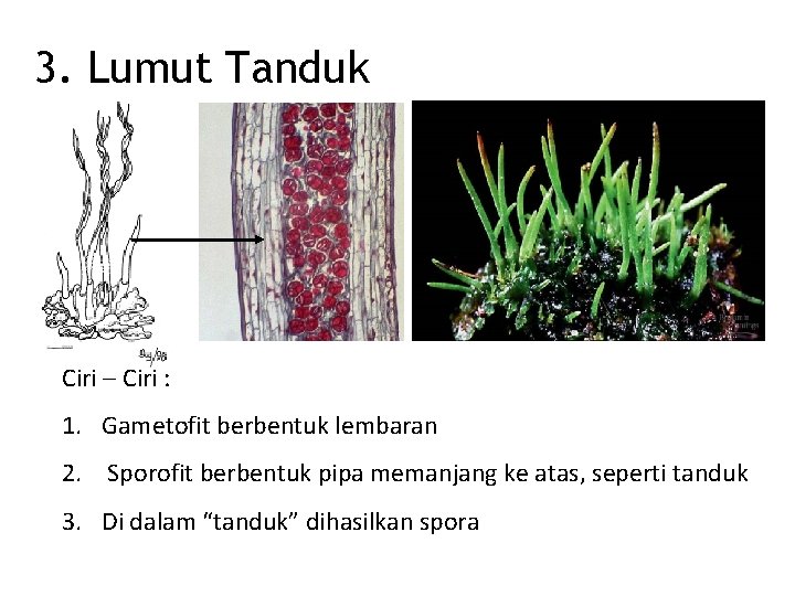 3. Lumut Tanduk Ciri – Ciri : 1. Gametofit berbentuk lembaran 2. Sporofit berbentuk