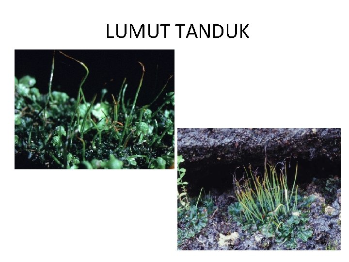 LUMUT TANDUK 
