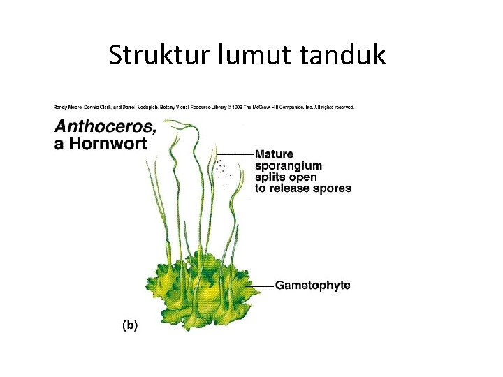 Struktur lumut tanduk 