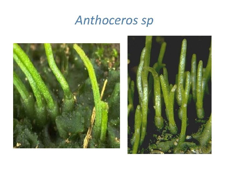 Anthoceros sp 