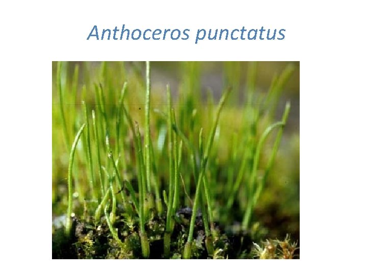 Anthoceros punctatus 