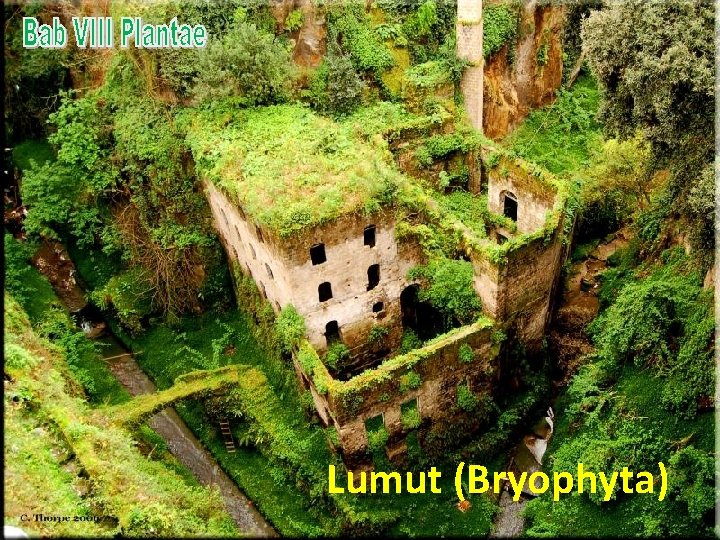 Lumut (Bryophyta) 
