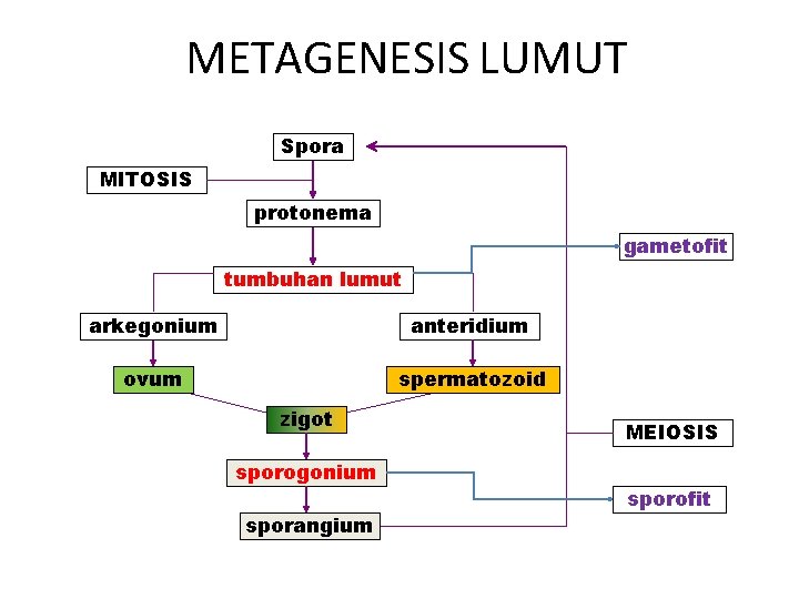 METAGENESIS LUMUT Spora MITOSIS protonema gametofit tumbuhan lumut arkegonium anteridium ovum spermatozoid zigot sporogonium