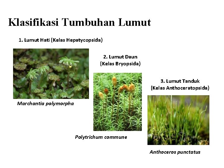 Klasifikasi Tumbuhan Lumut 1. Lumut Hati (Kelas Hepatycopsida) 2. Lumut Daun (Kelas Bryopsida) 3.